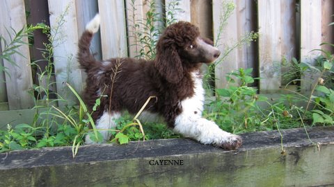 Cayenne